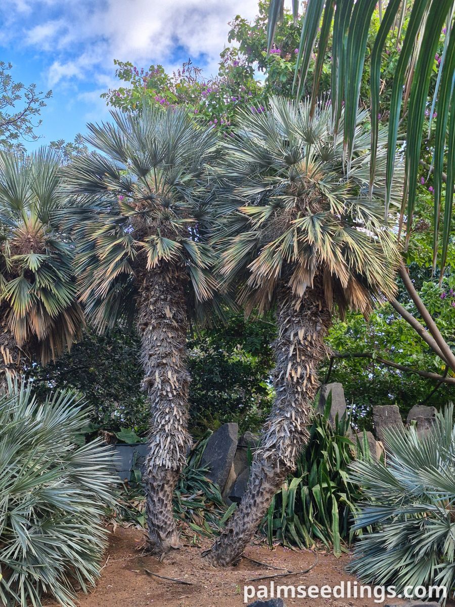argentian caranday palms