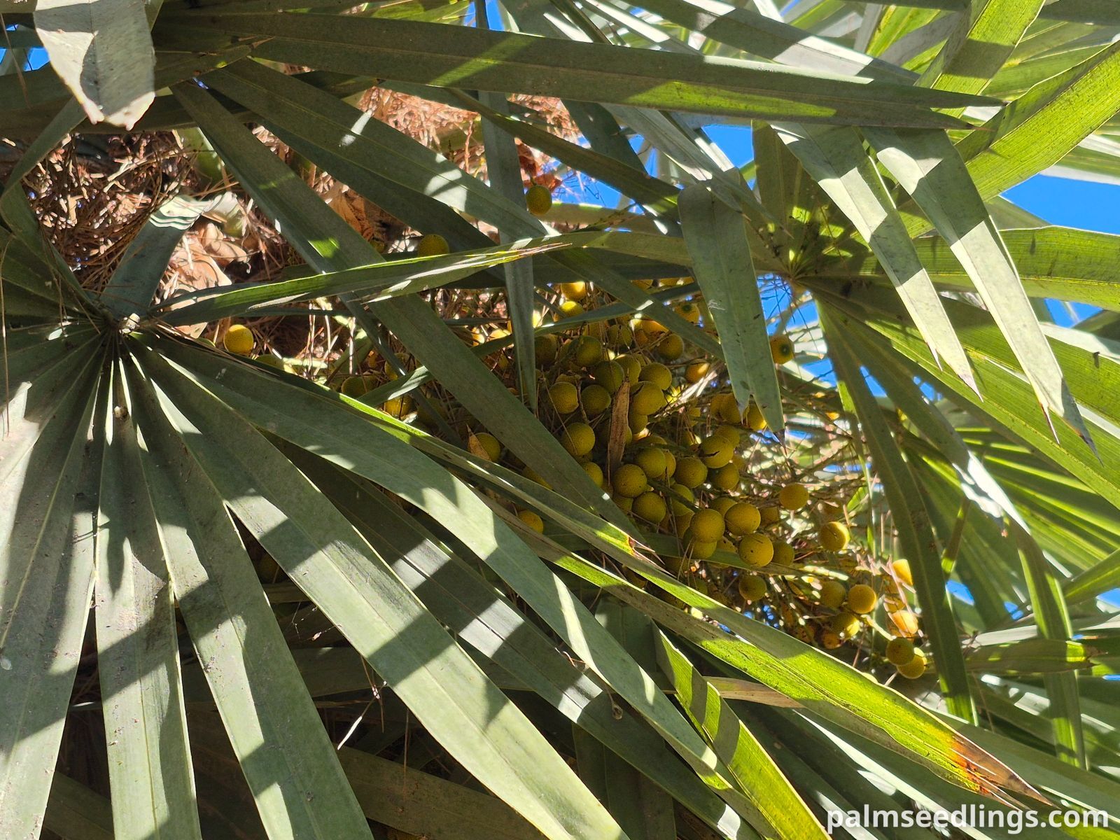 blue needle palm fruits