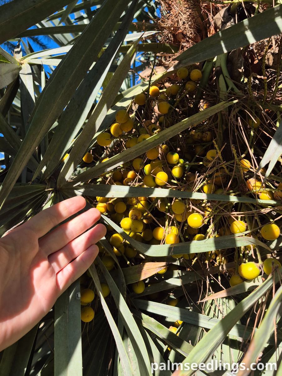 blue needle palm