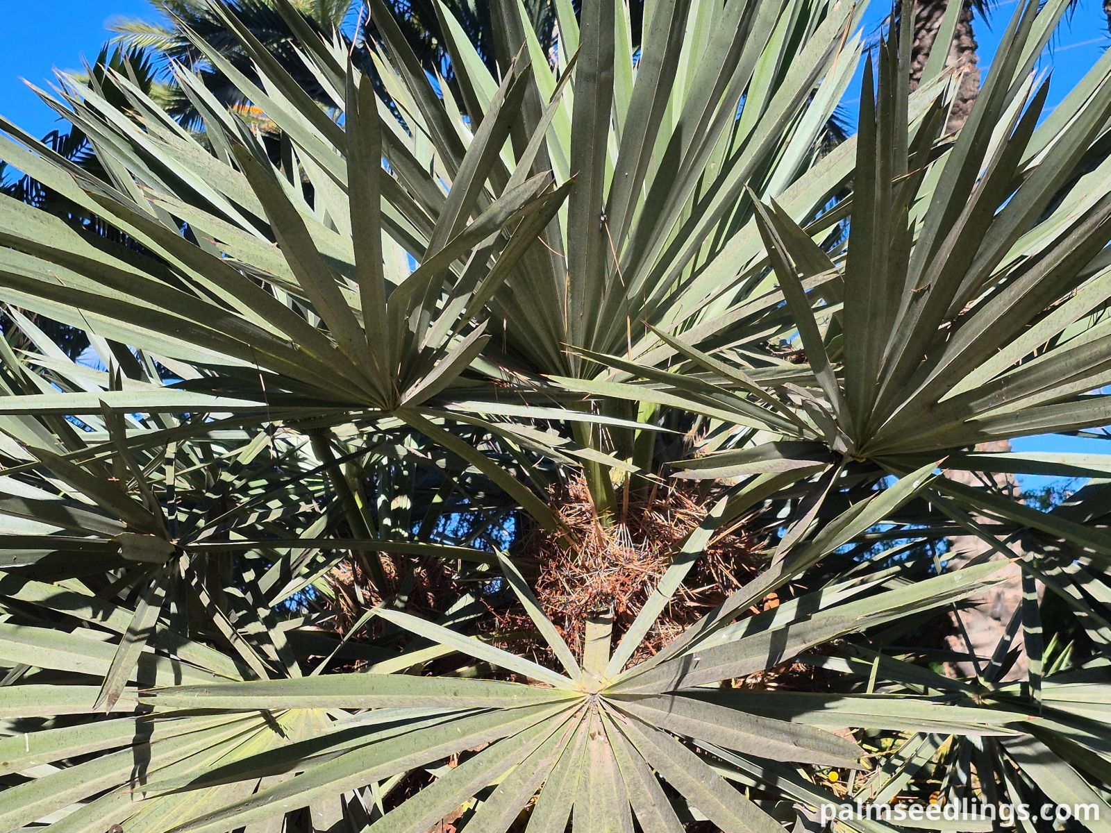 trithrinax campestris crown side view