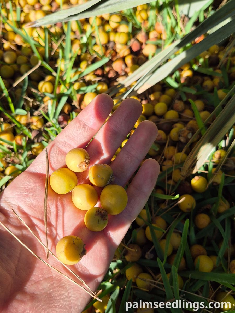 trithrinax campestris fruit