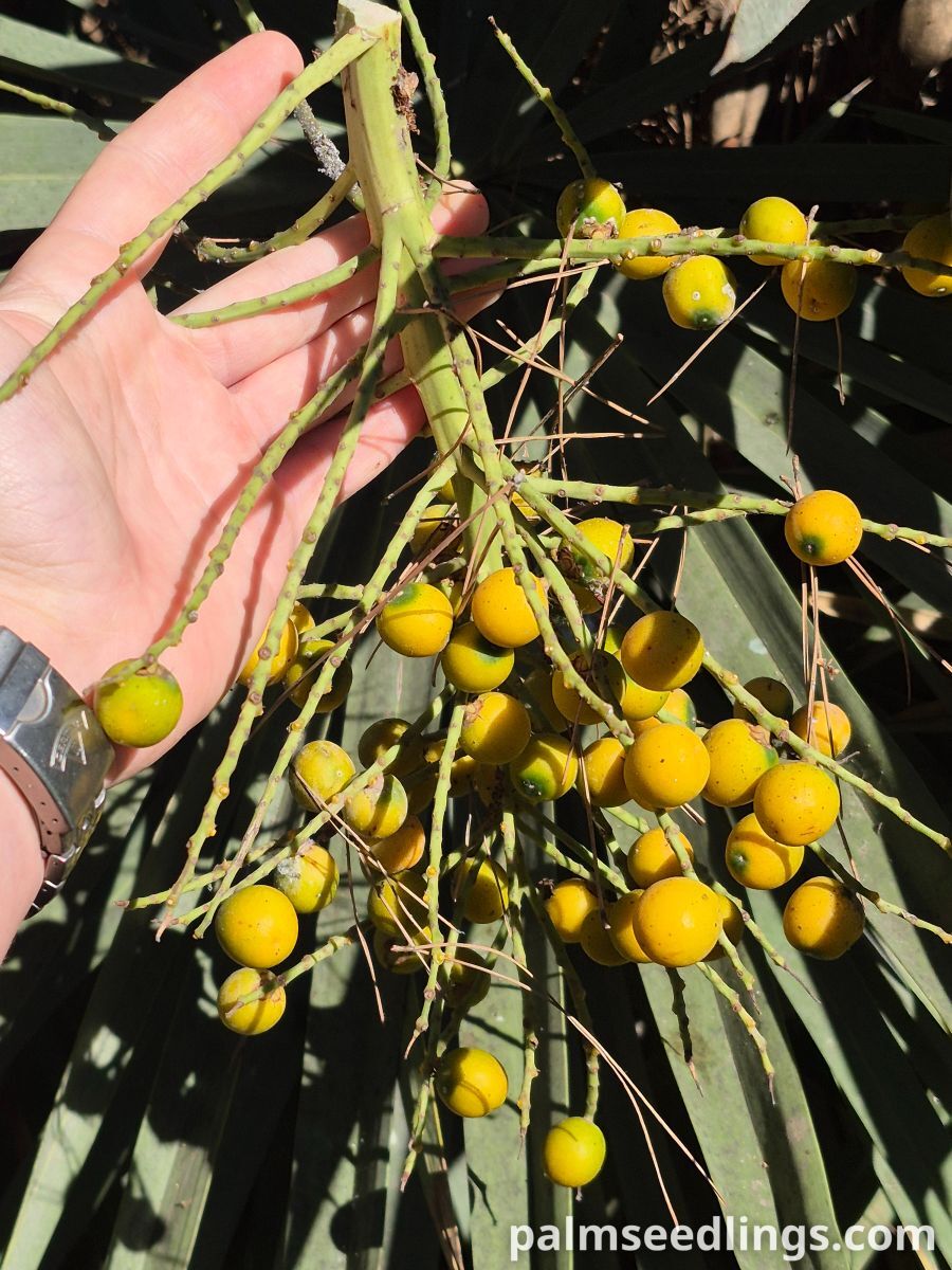 trithrinax campestris fruits collecting