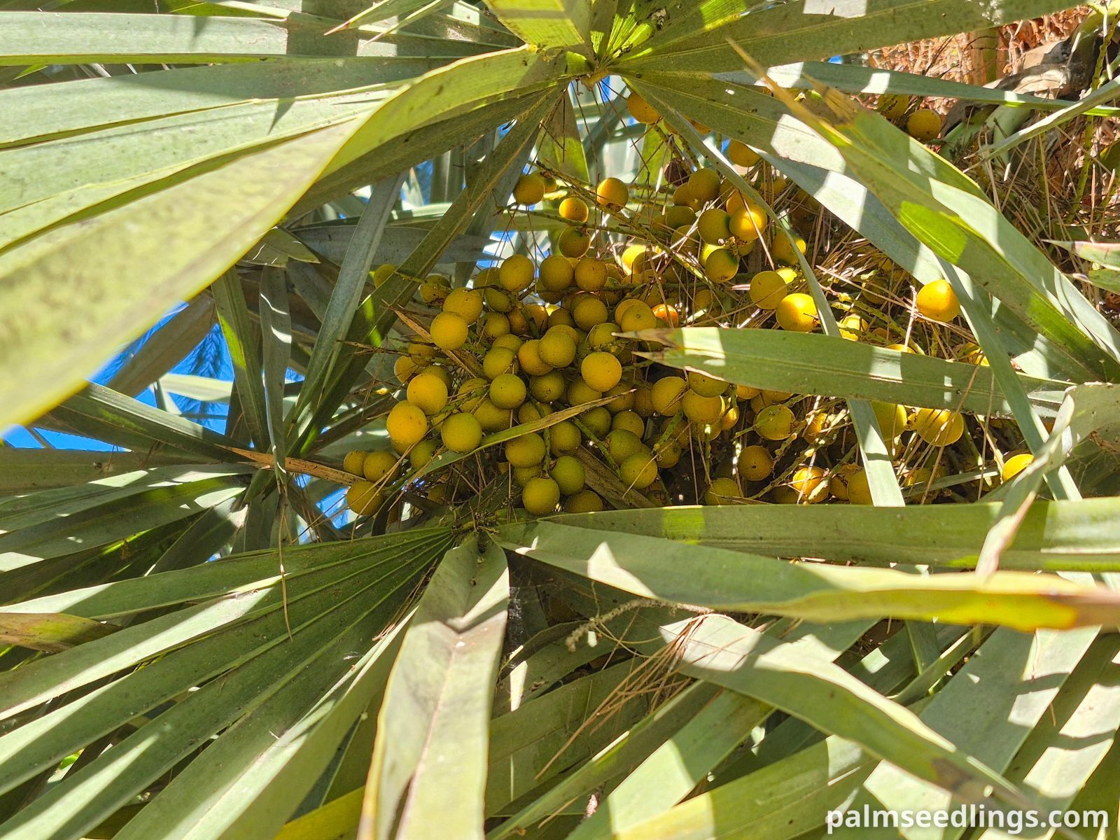 trithrinax campestris fruits