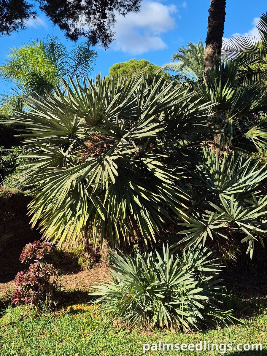 trithrinax campestris mature palm tree