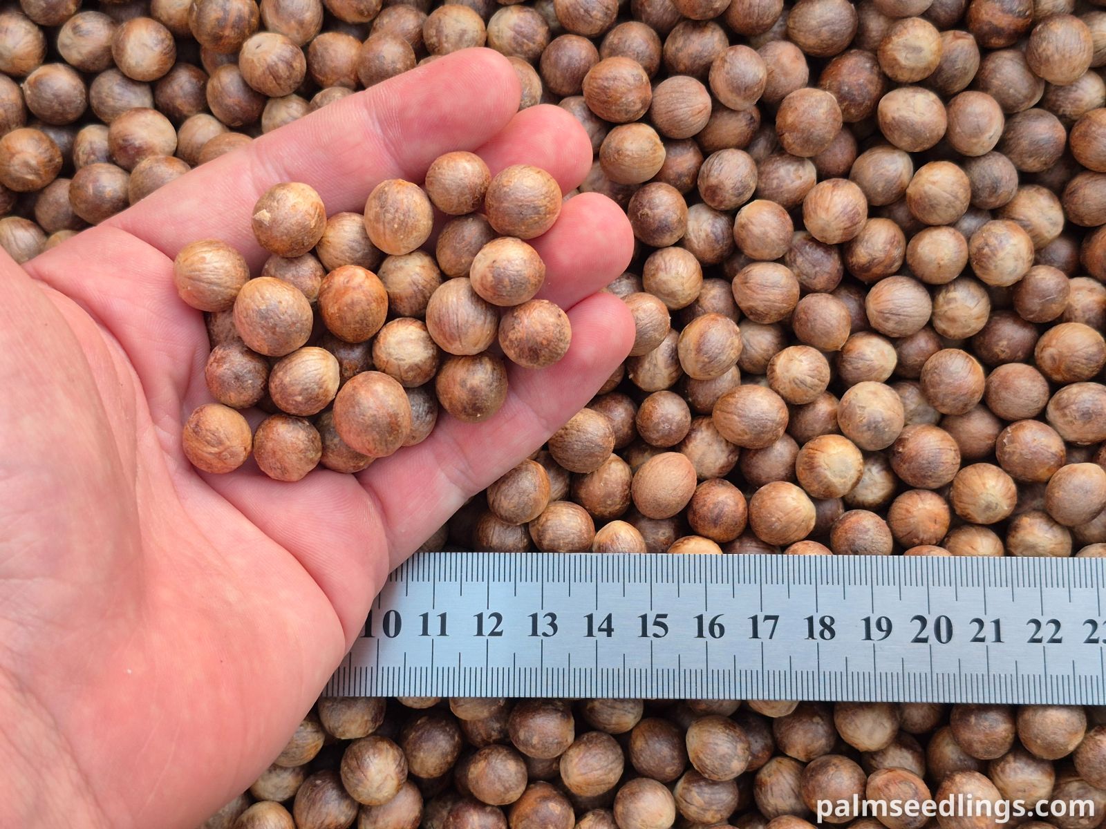trithrinax campestris seeds