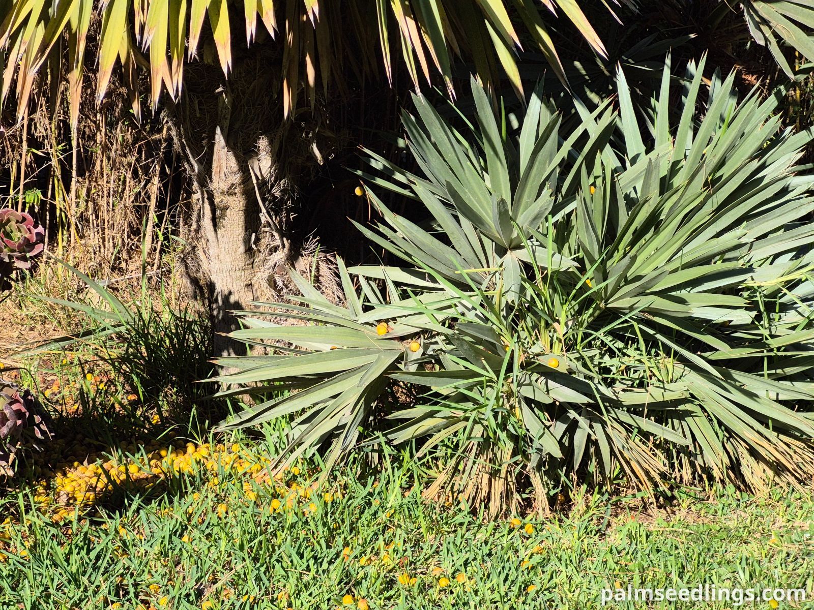 trithrinax campestris small