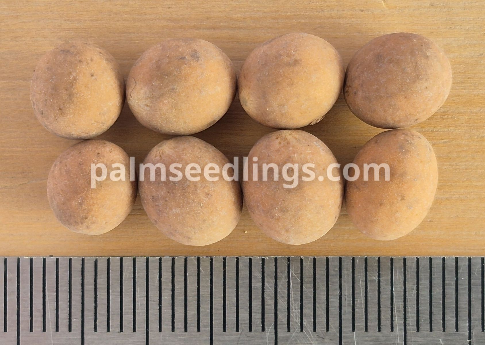 Brahea dulcis Rock Palm Seeds