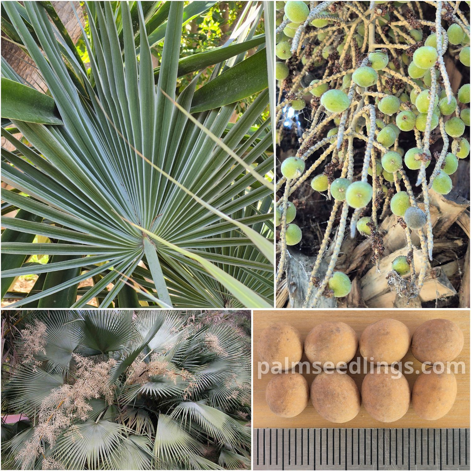 Brahea dulcis Rock Palm Seeds