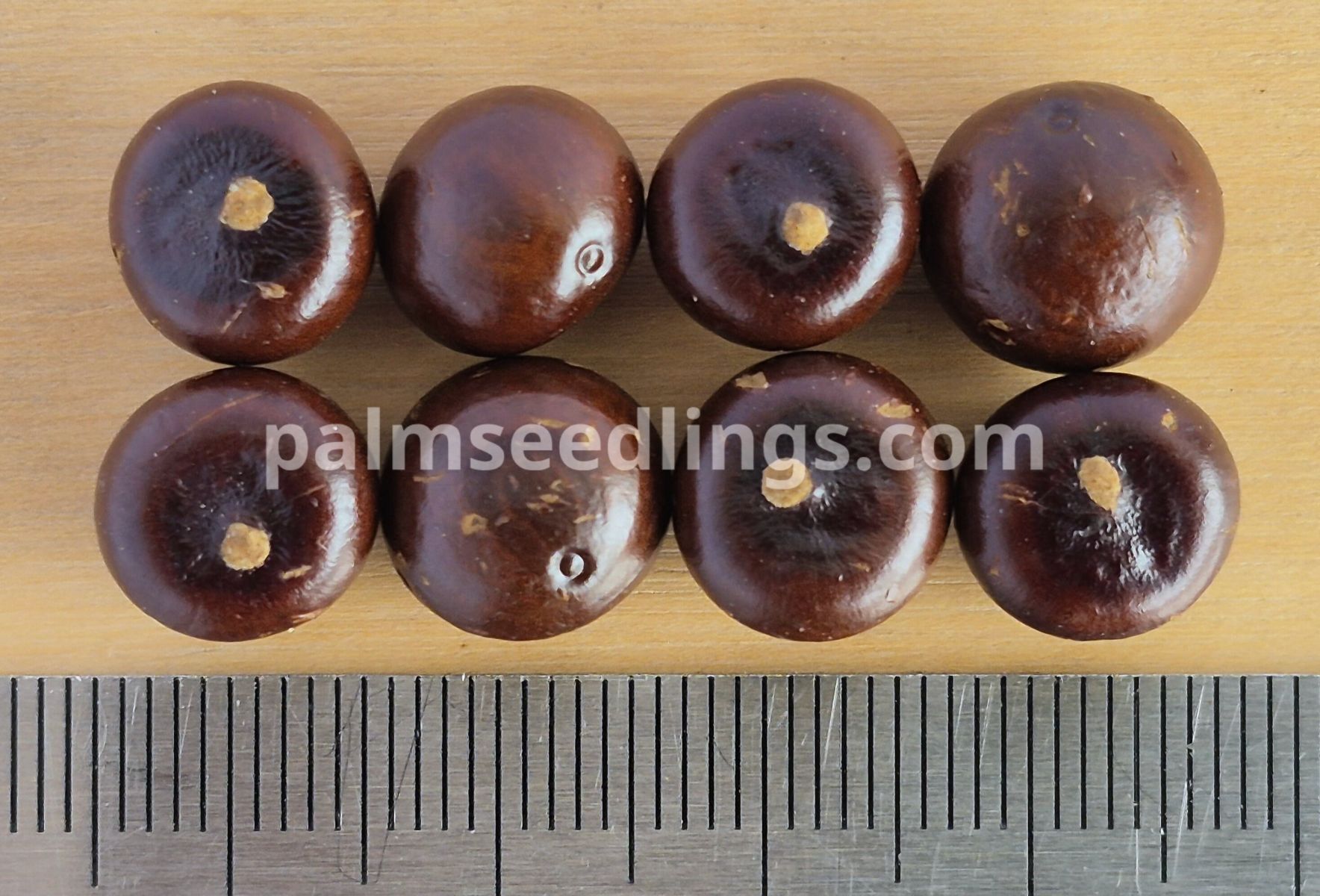 Sabal maritima Maritime Palmetto Palm Seeds