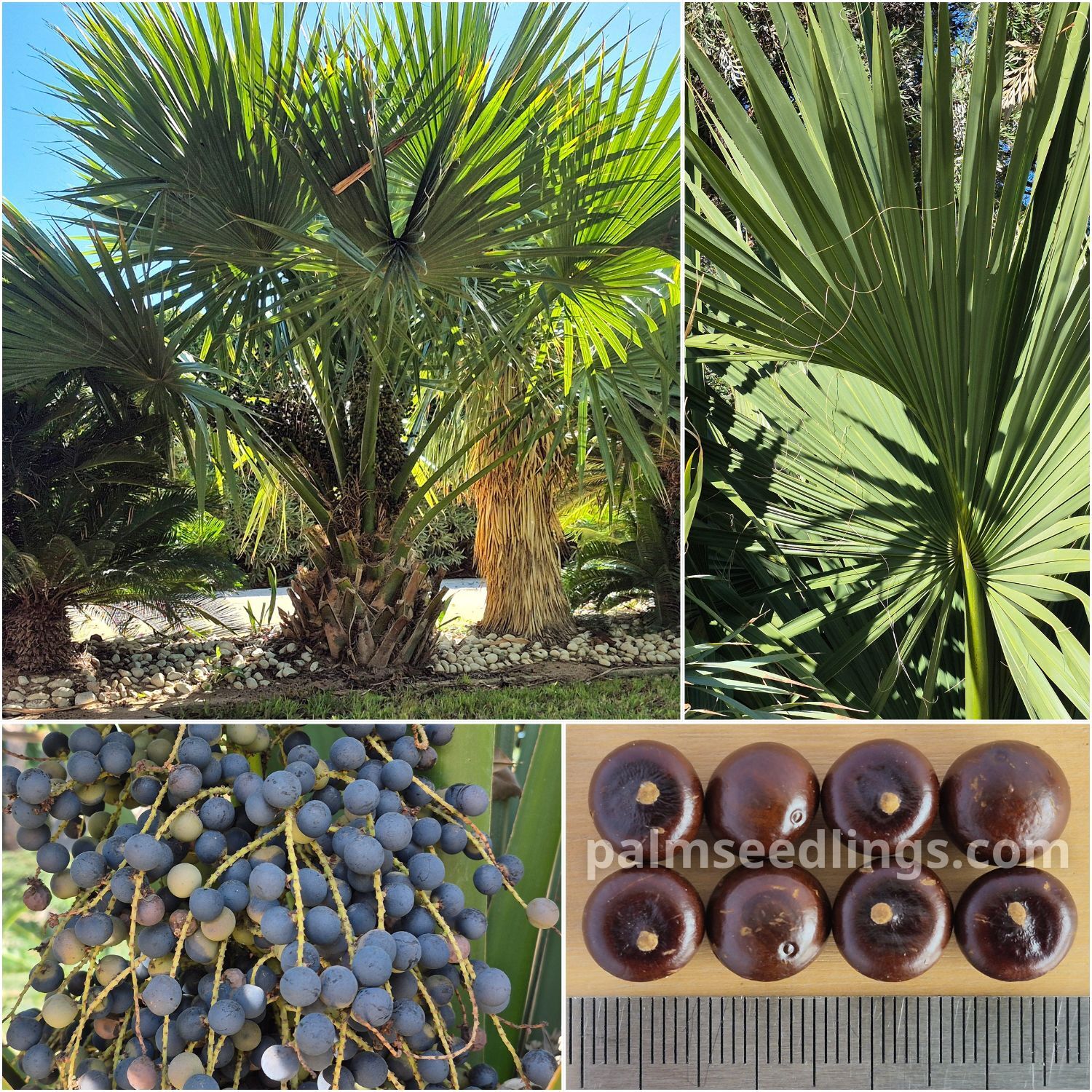 Sabal maritima Maritime Palmetto Palm Seeds