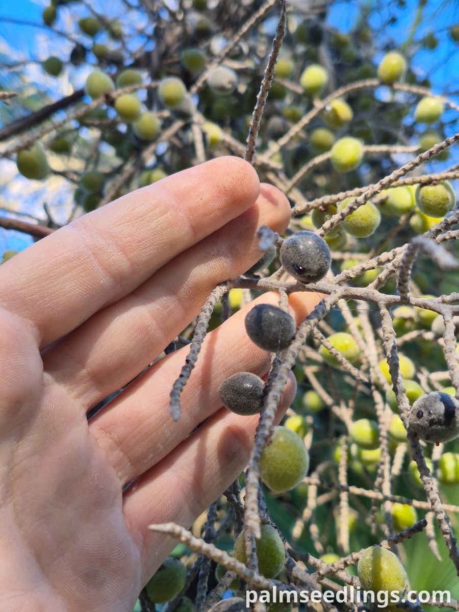 brahea dulcis fruits closeup ()