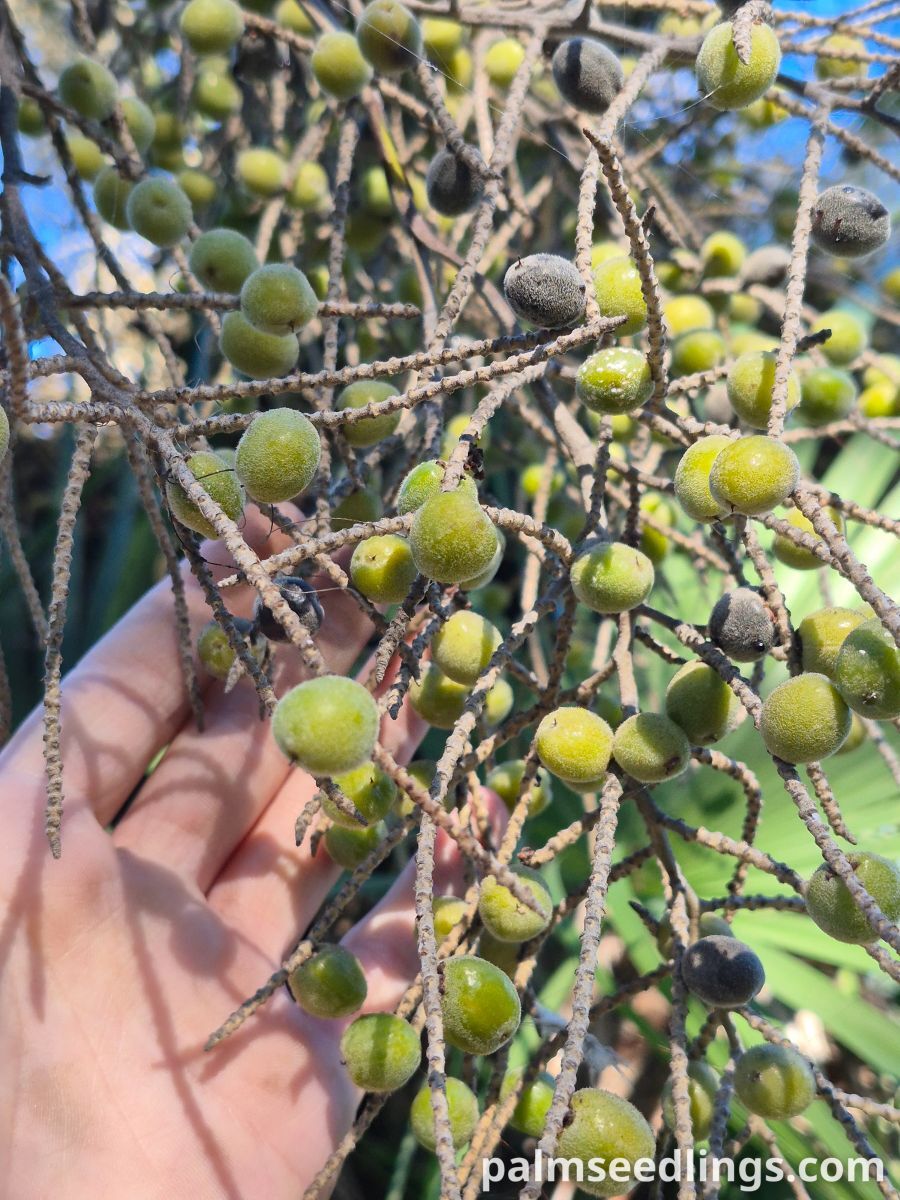 brahea dulcis fruits closeup