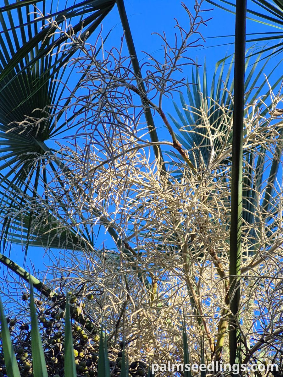brahea dulcis inflorescence ()