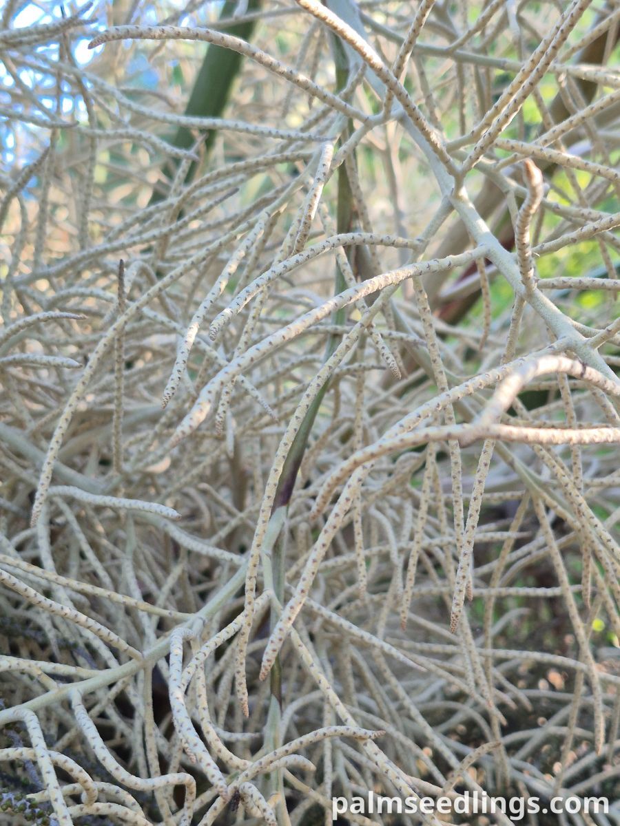 brahea dulcis inflorescence closeup
