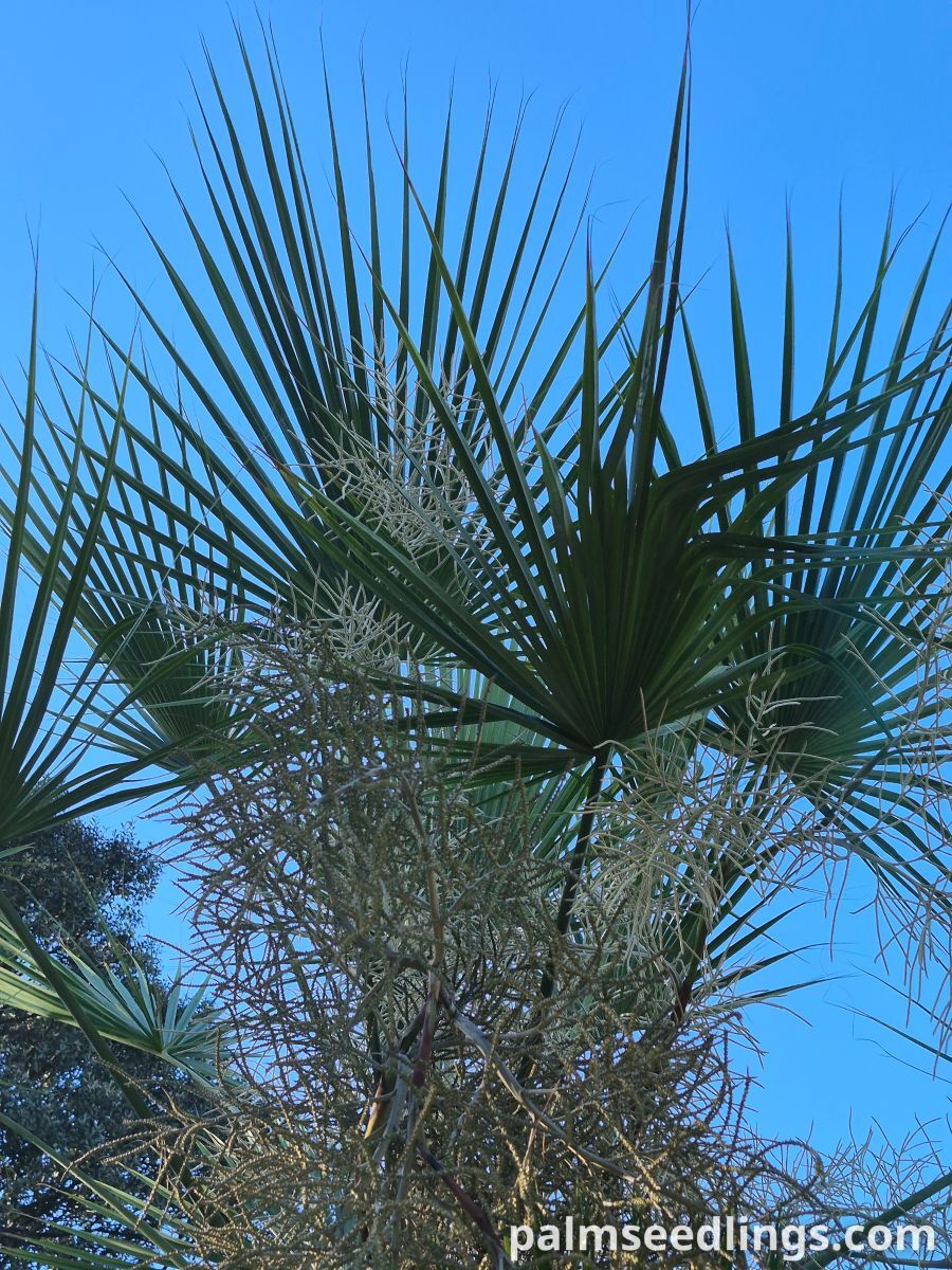 brahea dulcis inflorescence