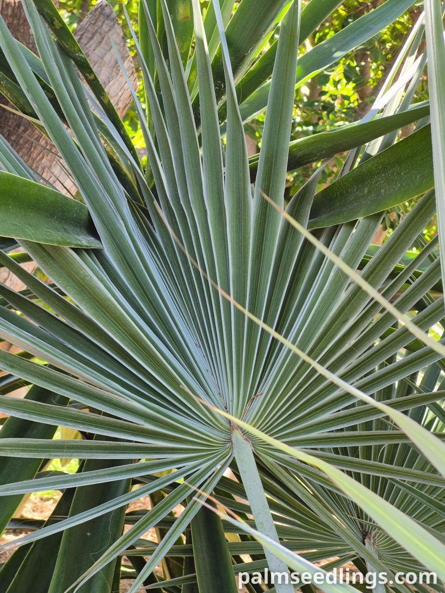 brahea dulcis leaf detail blue