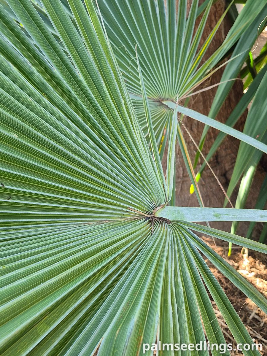 brahea dulcis leaf detail