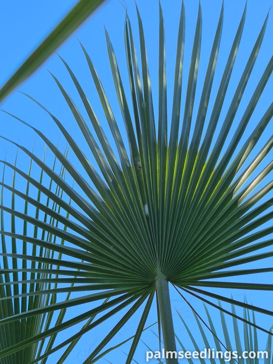 brahea dulcis leaf
