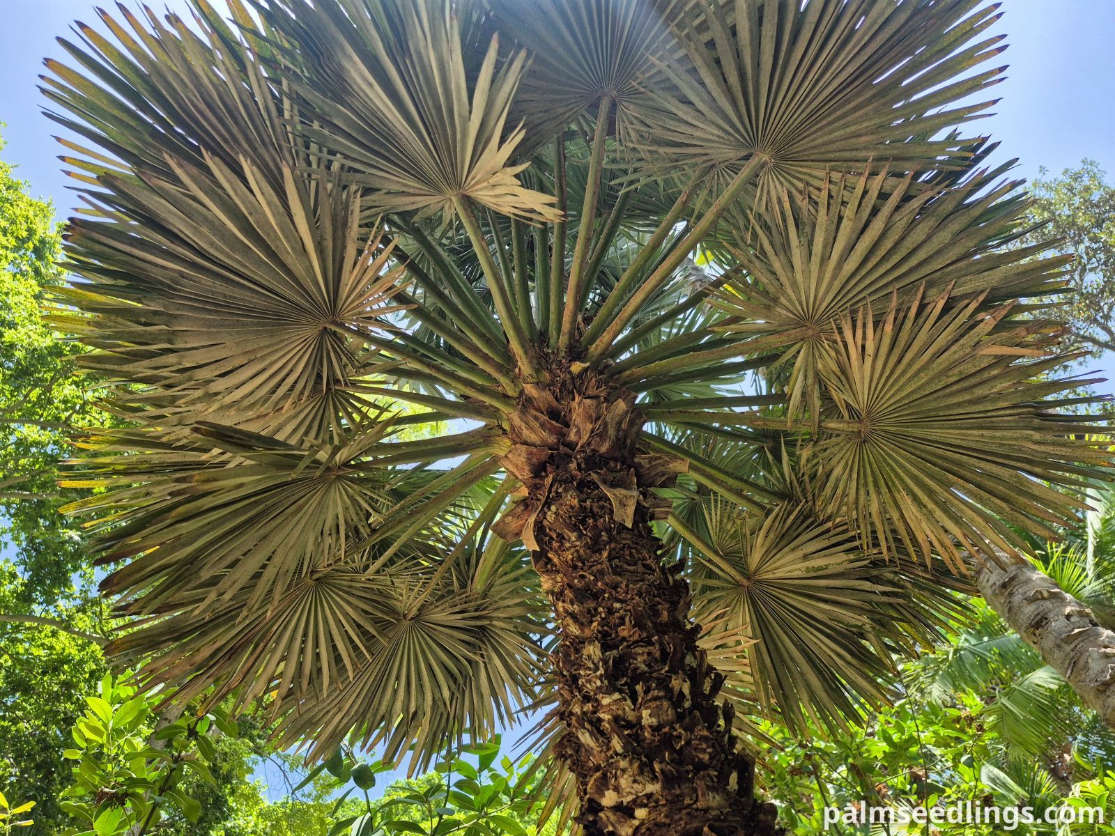chamaerops humilis var vulcano crown side view