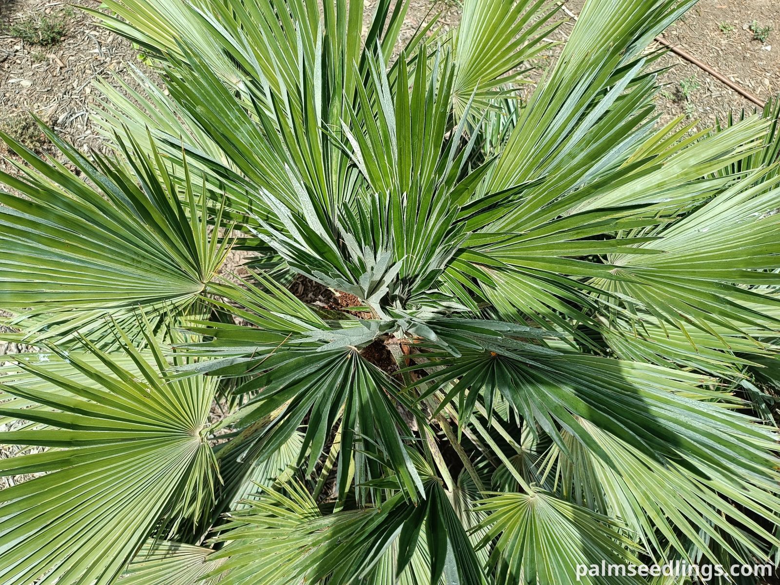 chamaerops humilis var vulcano leaves