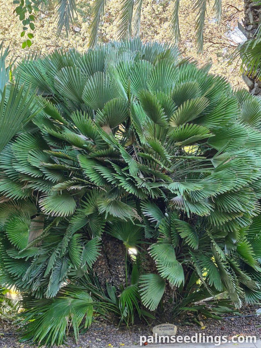 chamaerops humilis var vulcano mature palm clump