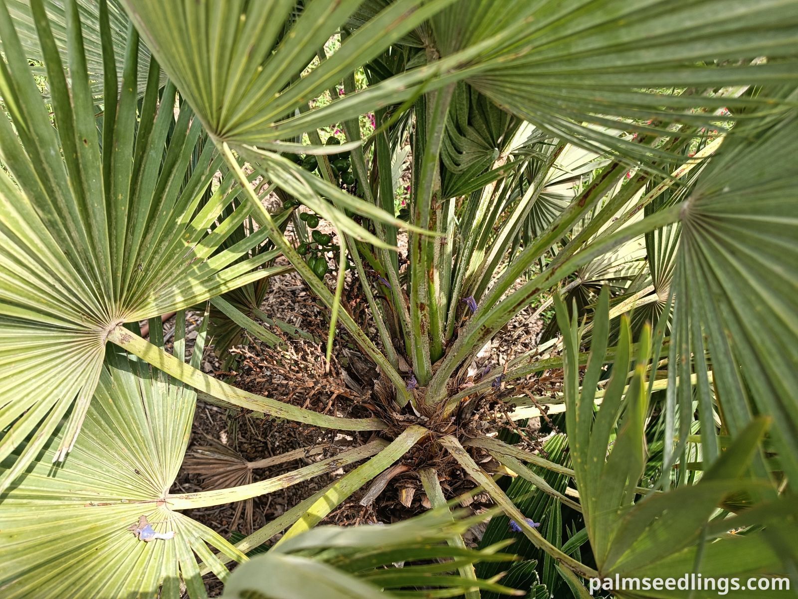 chamaerops humilis var vulcano petiole closeup