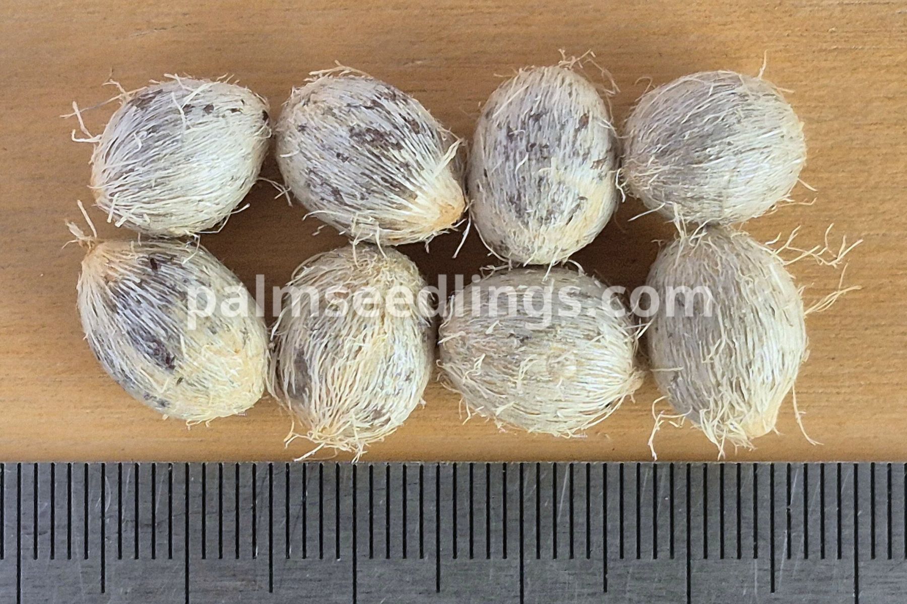 chamaerops humilis var vulcano seeds size
