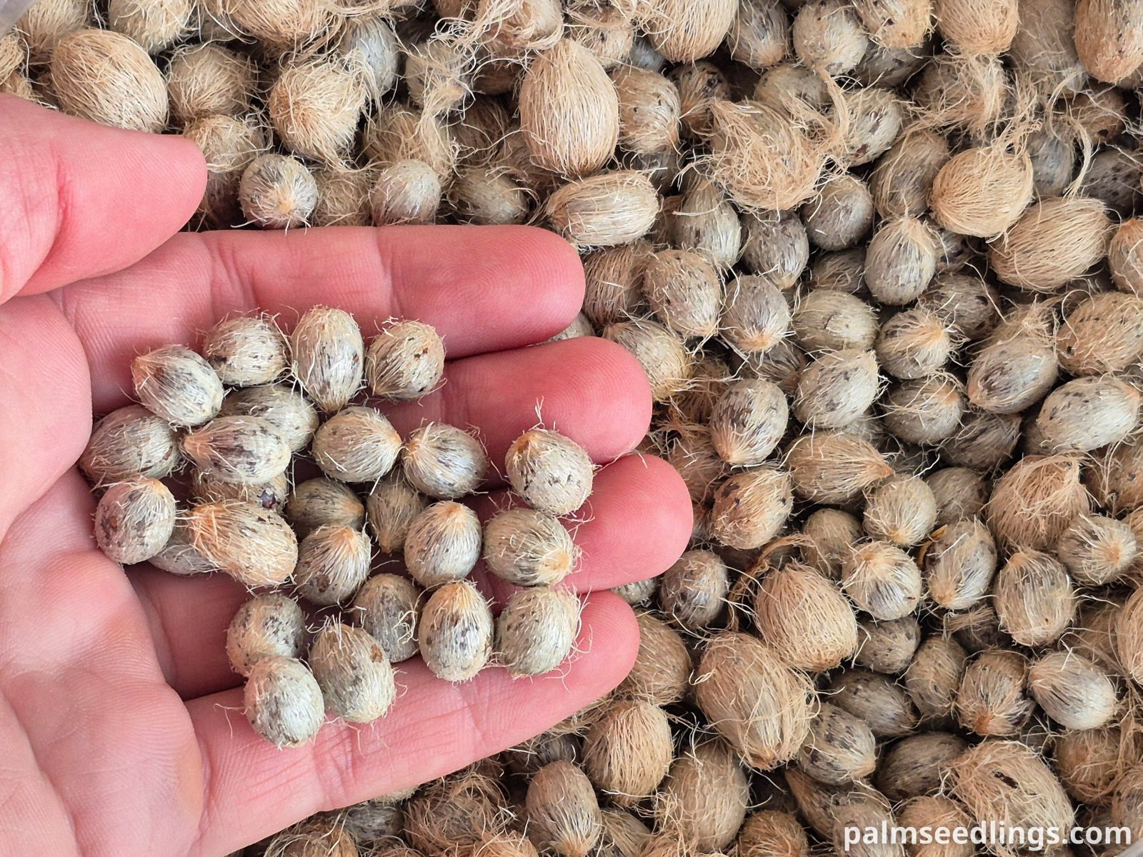 chamaerops humilis var vulcano seeds