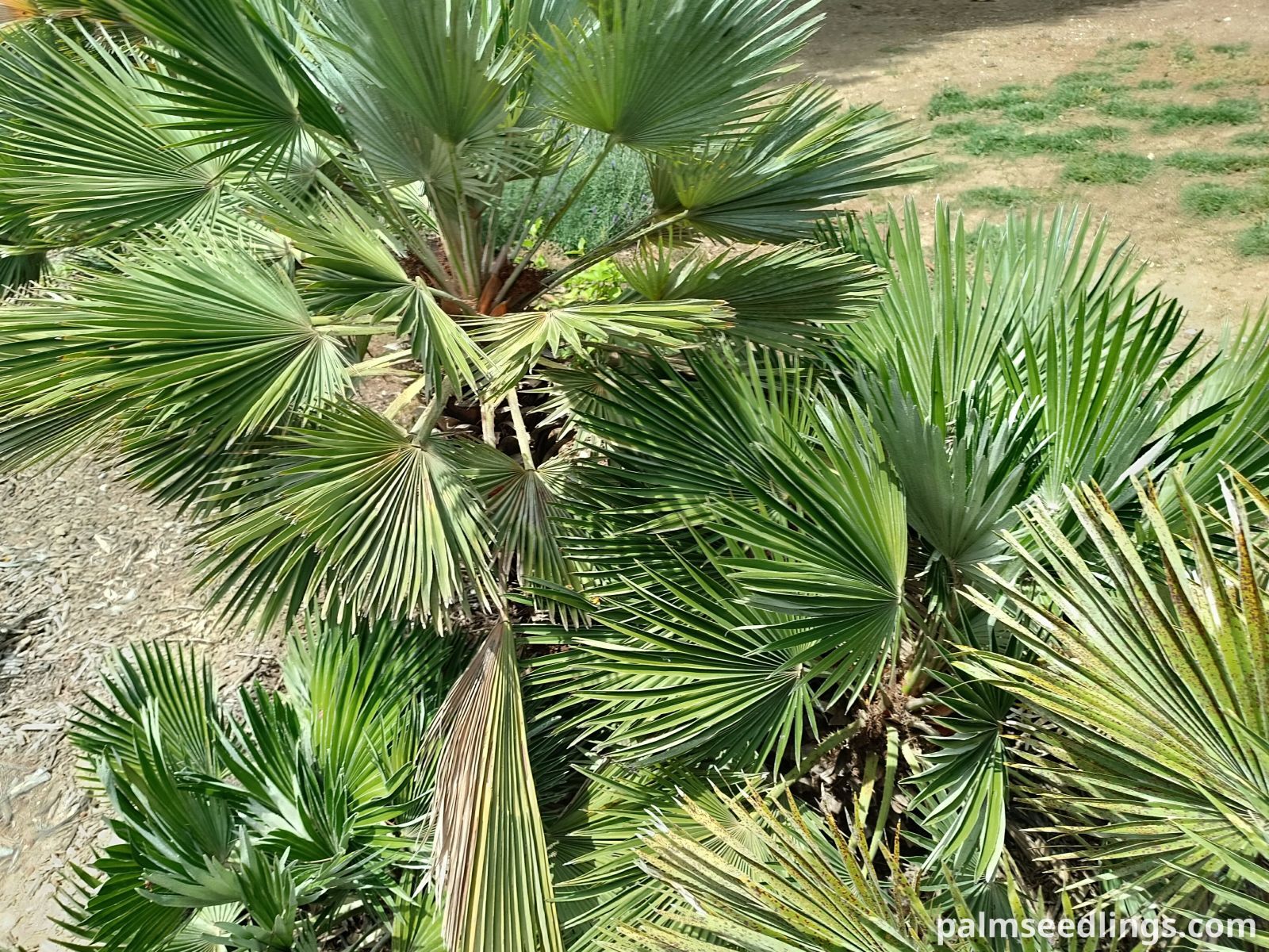 compact mediterranean fan palm