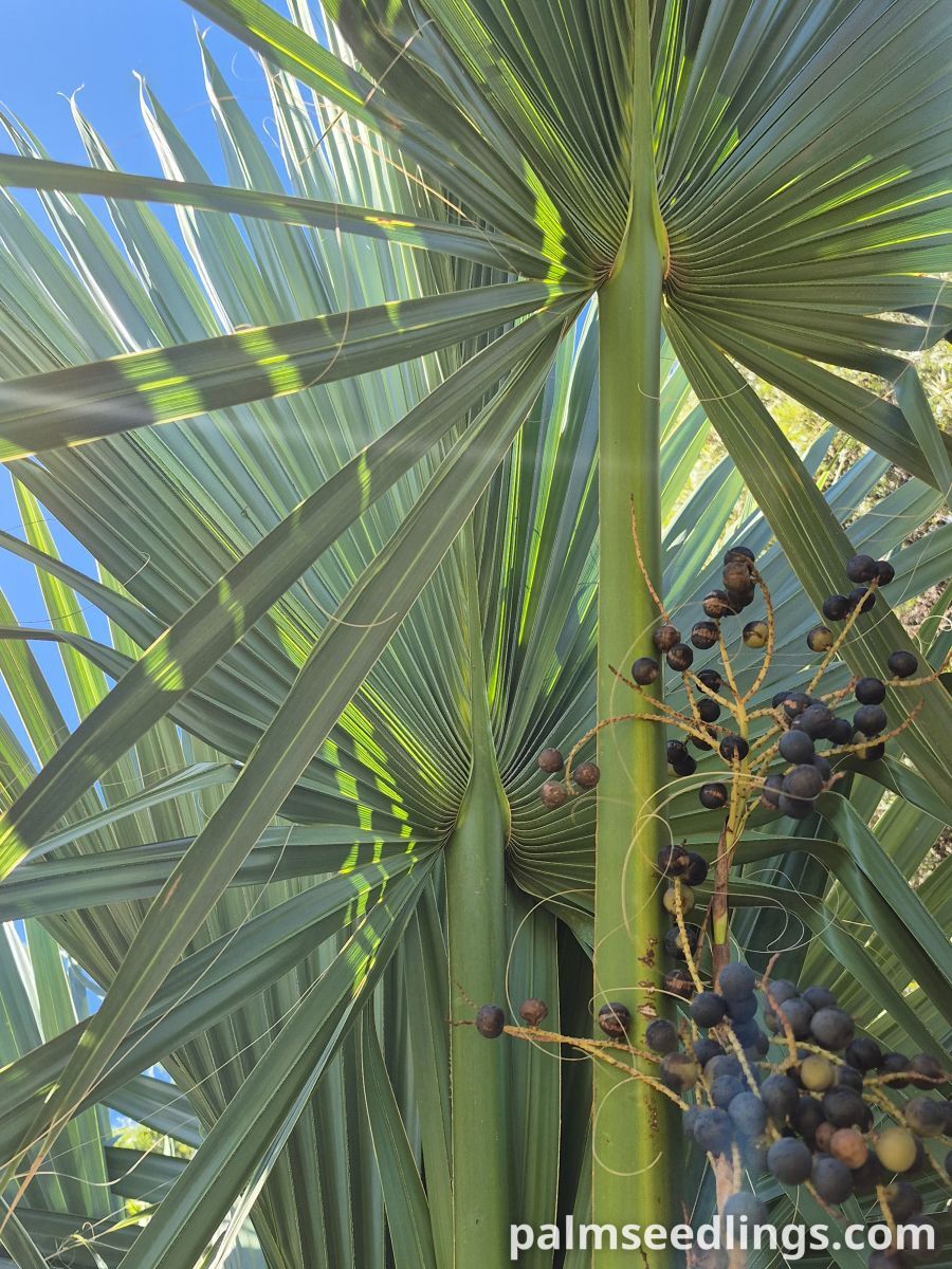 jamaican palmetto
