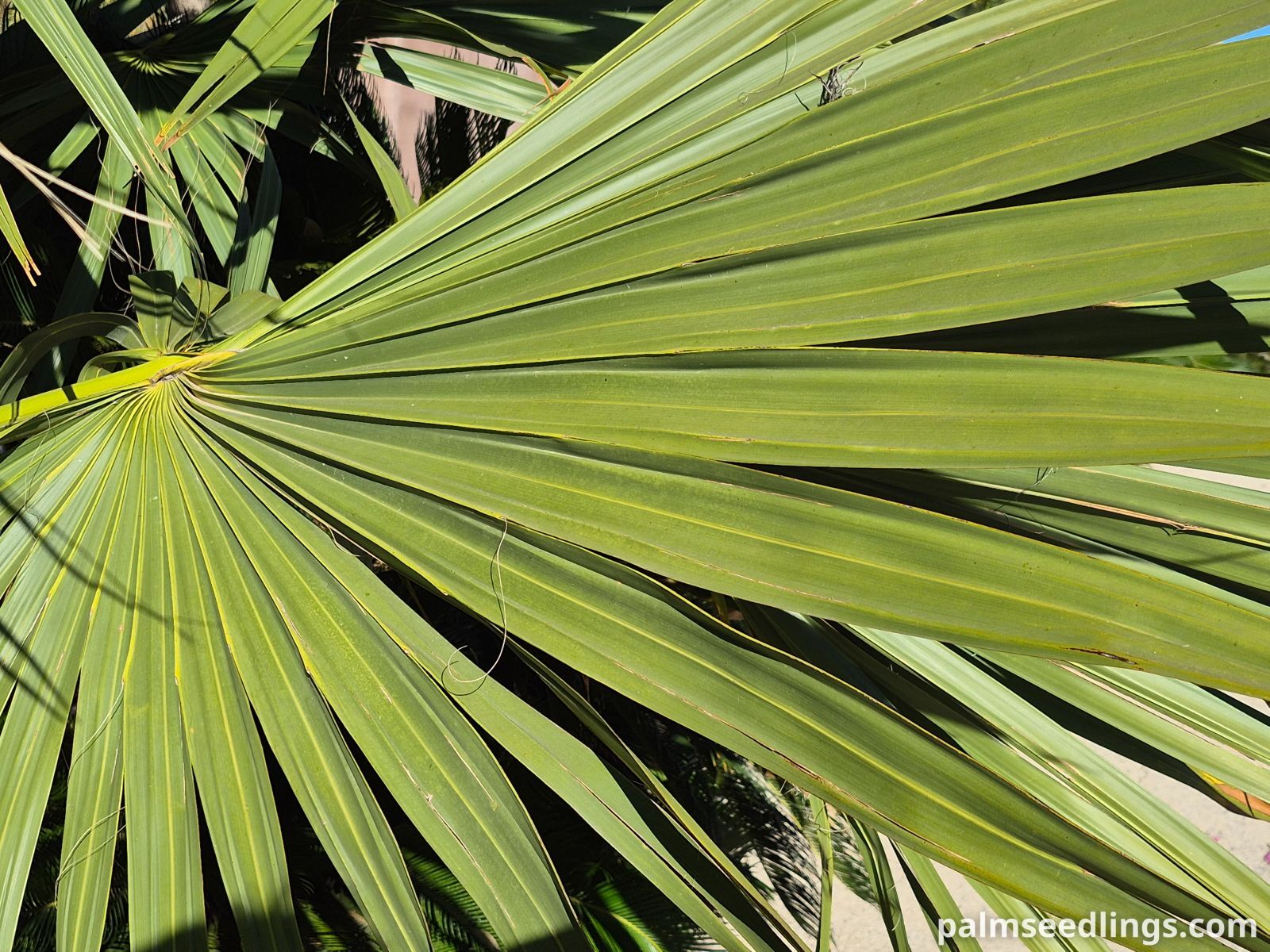 sabal maritima frond detail closeup