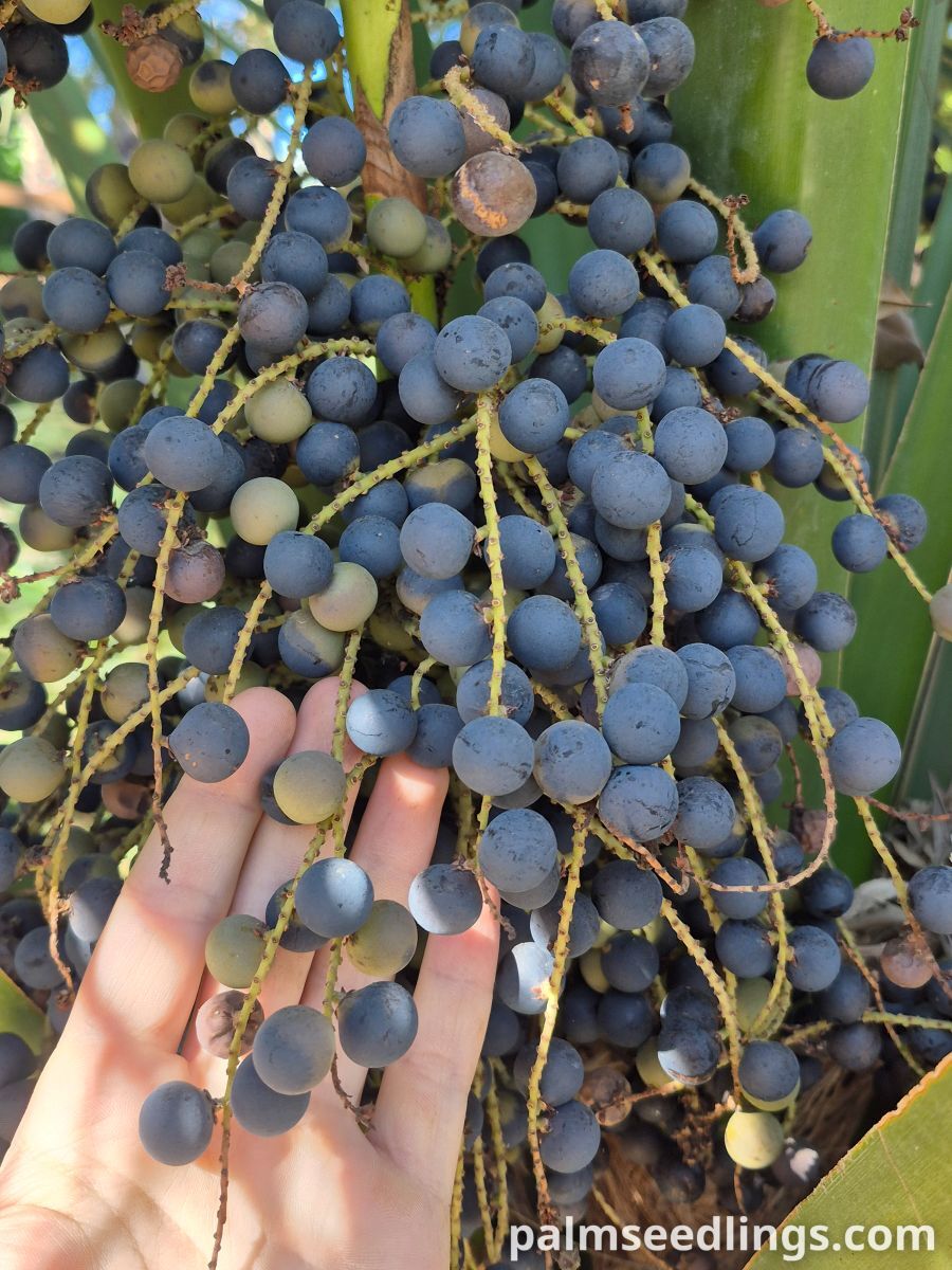 sabal maritima fruits closeup
