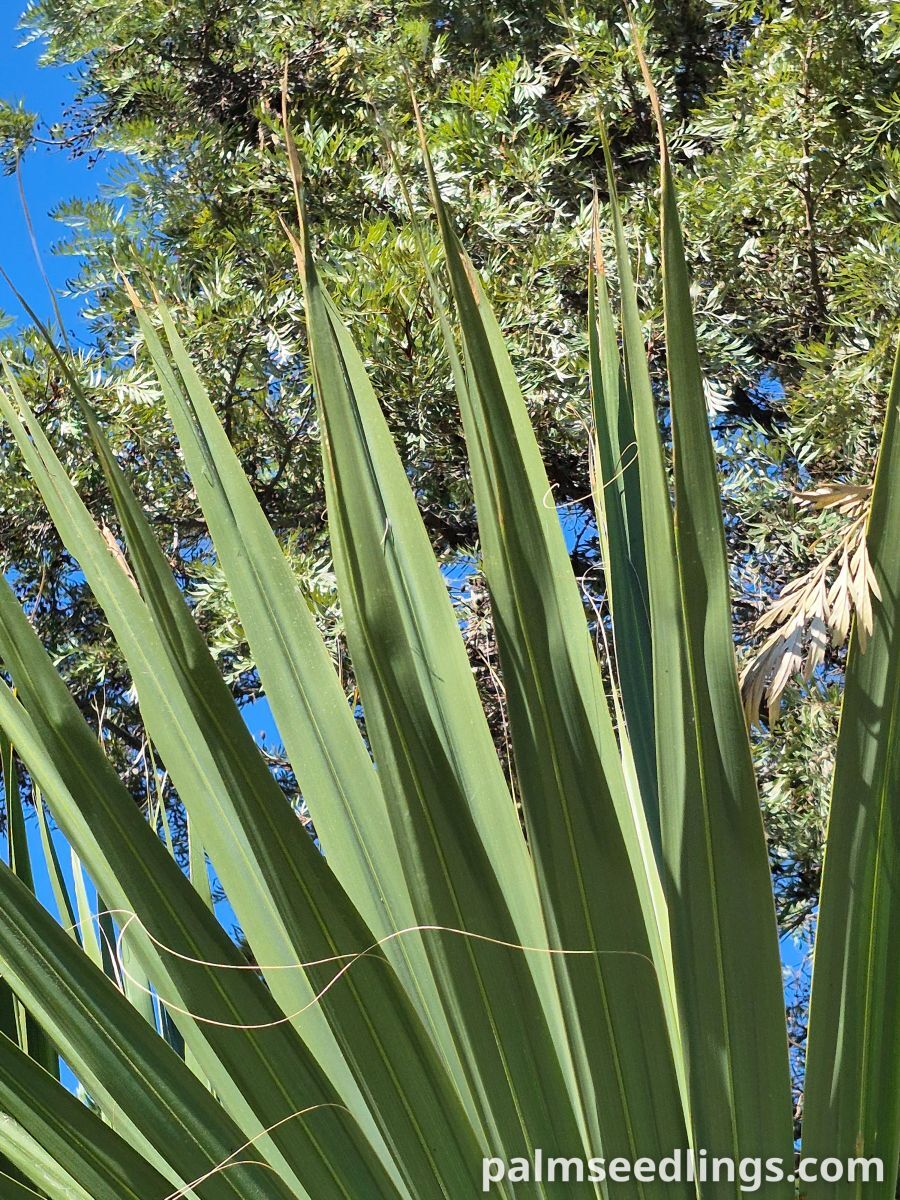 sabal maritima leaf in detail
