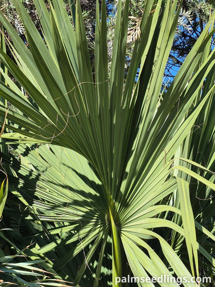 sabal maritima leaf