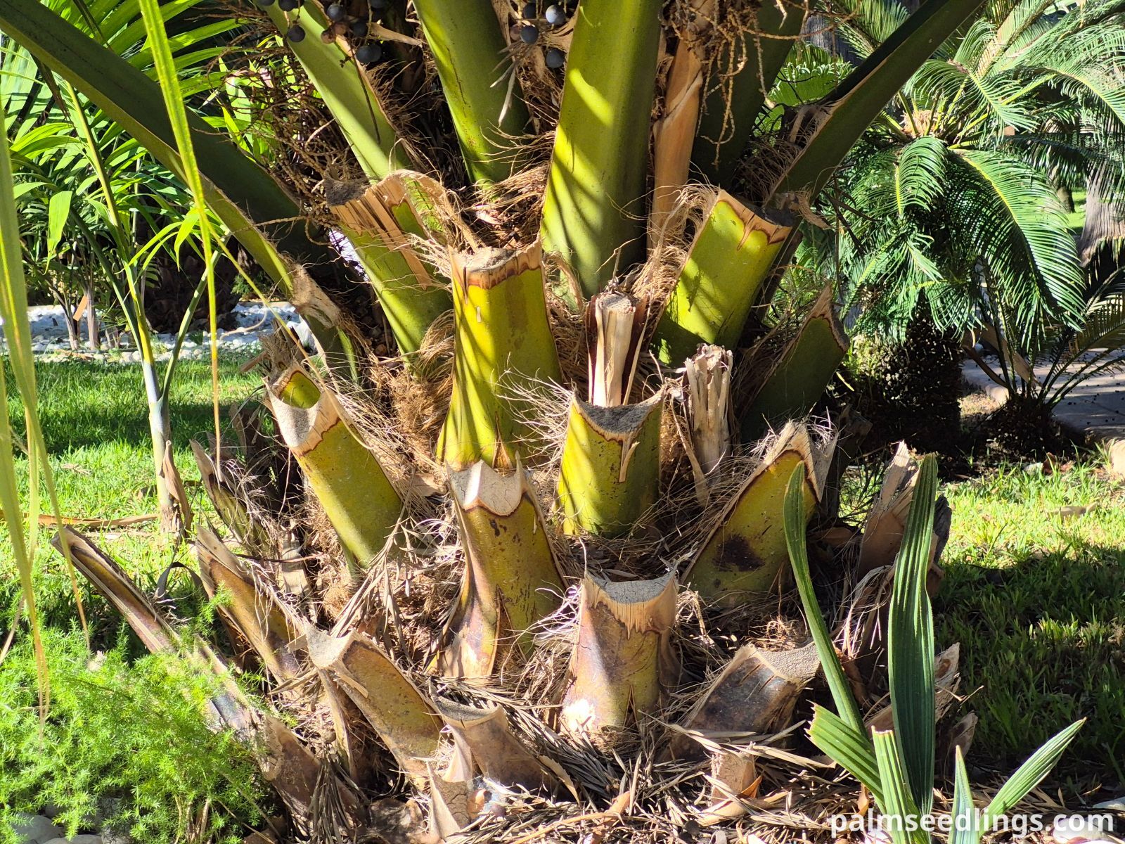 sabal maritima trunk base closeup