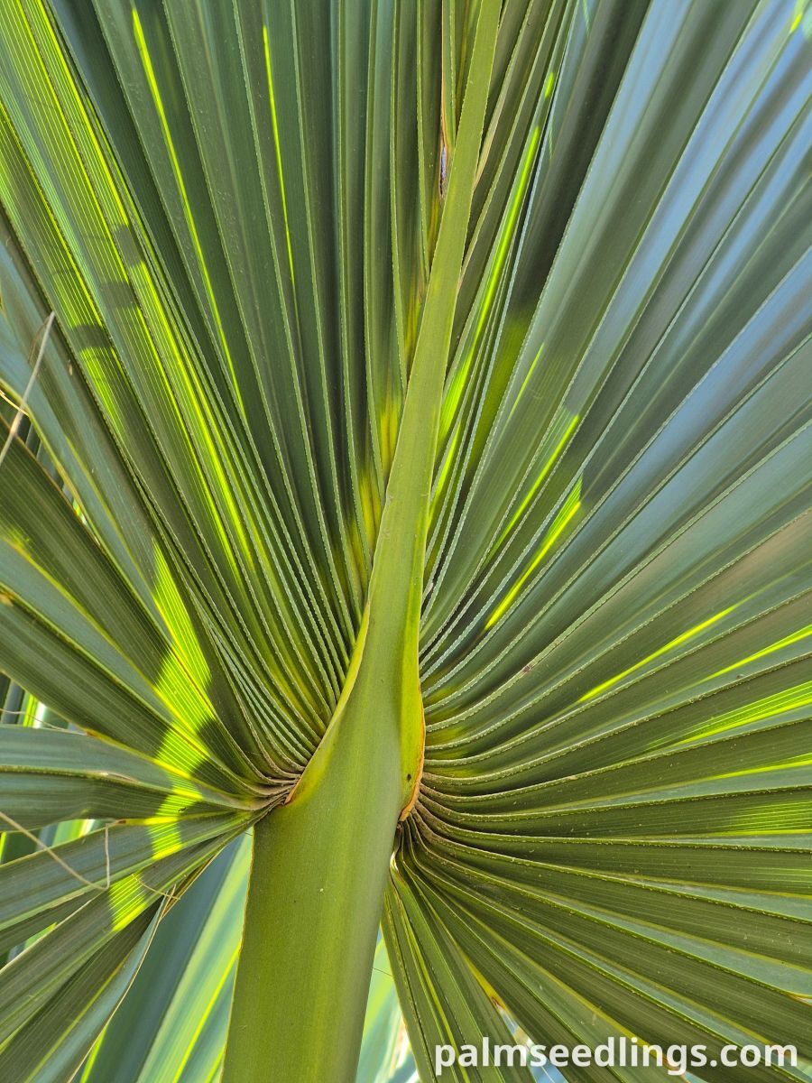 sabal maritima