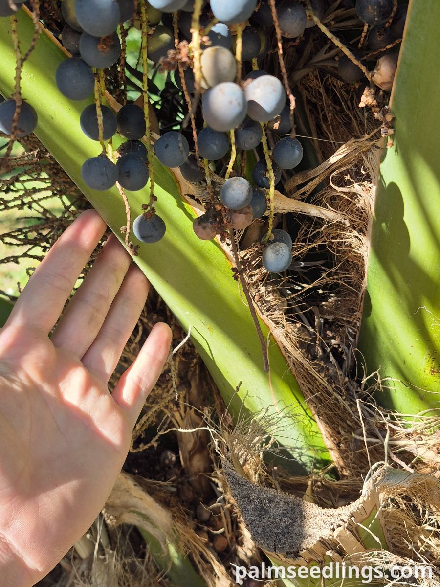sea palmetto