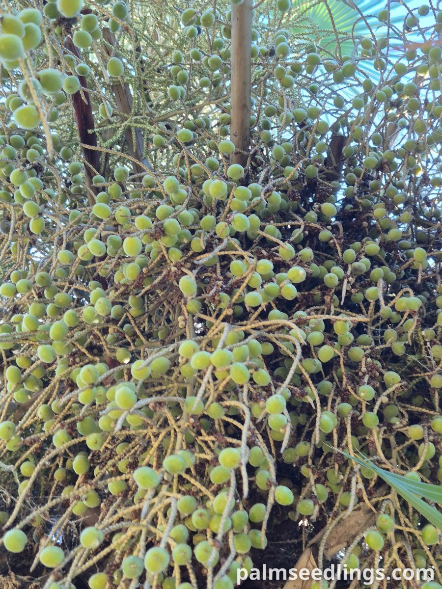 sweet brahea fruits
