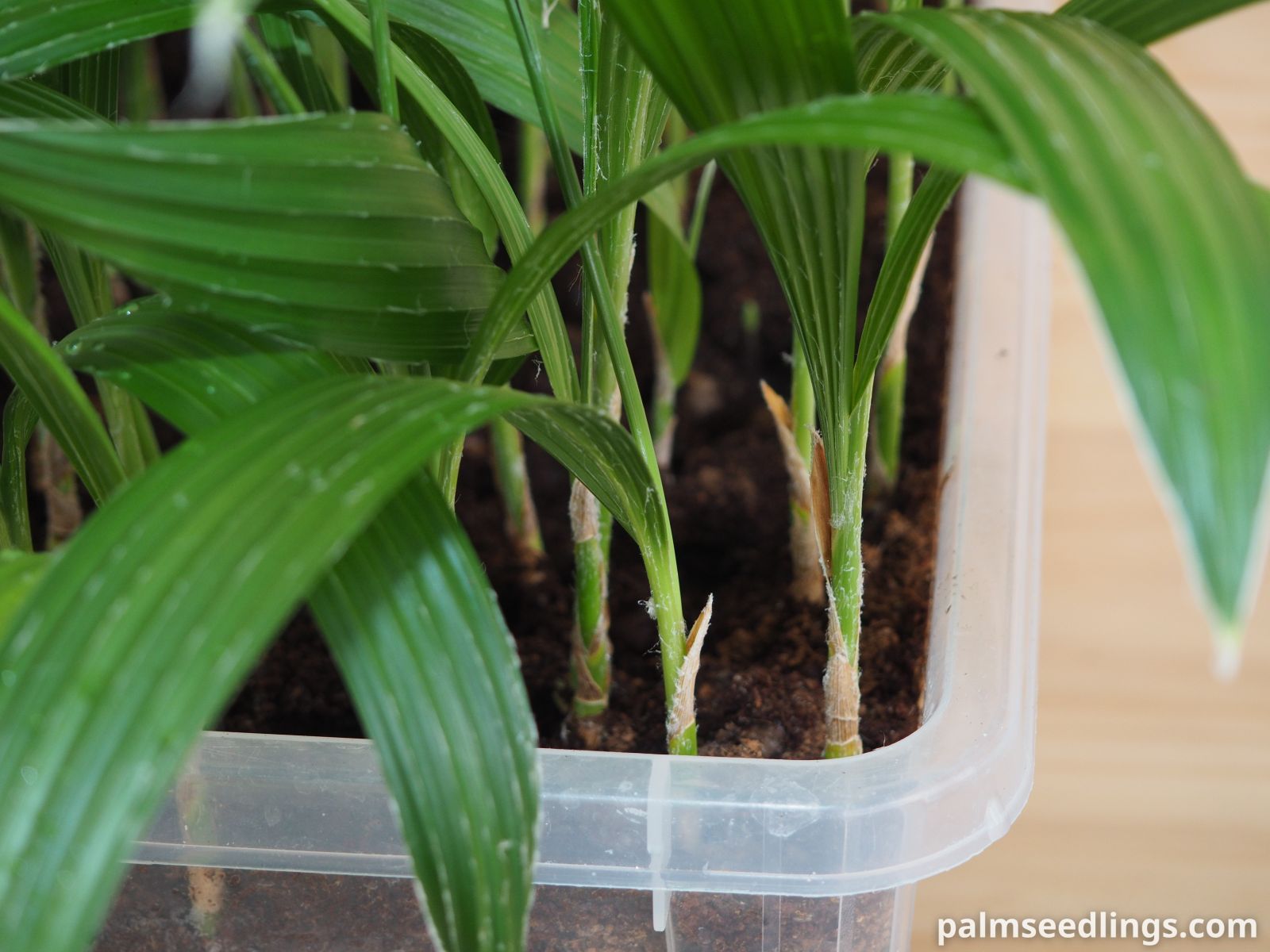 Hawaii Fan Palm Seedlings