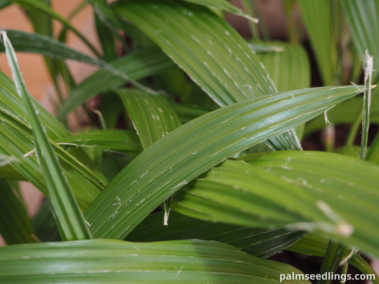 Pritchardia hillebrandii Hawaii Fan Palm