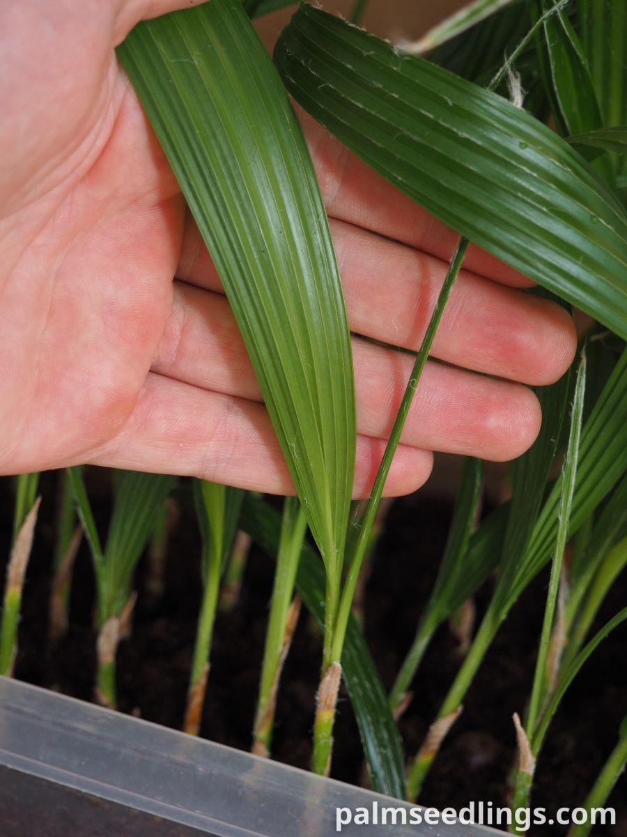 Pritchardia hillebrandii