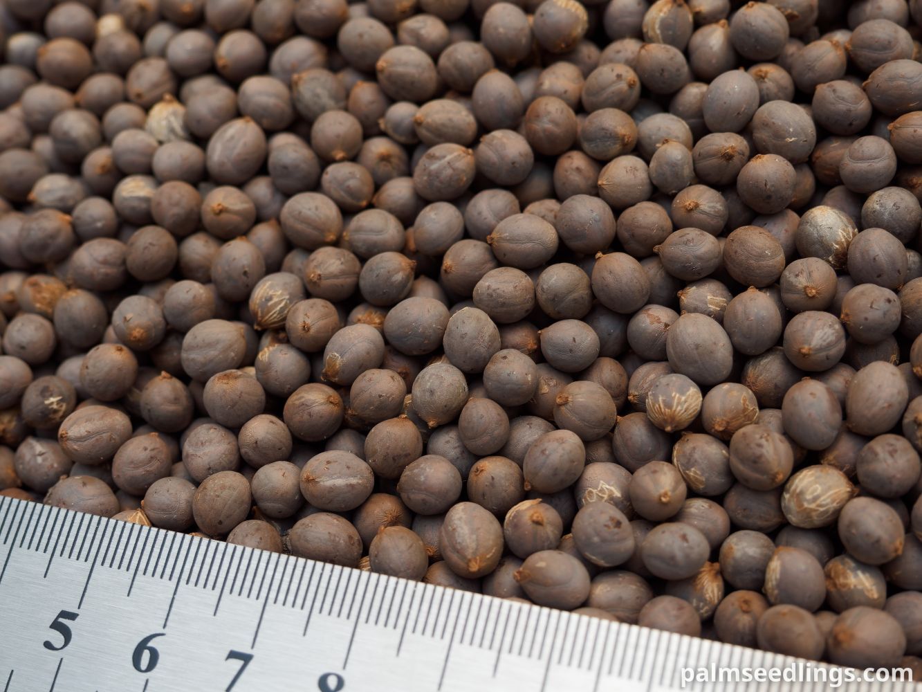 Chamaedorea plumosa Baby Queen Palm Seeds