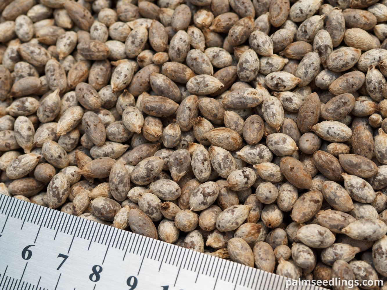 Chamaedorea tepejilote Pacaya Palm Seeds