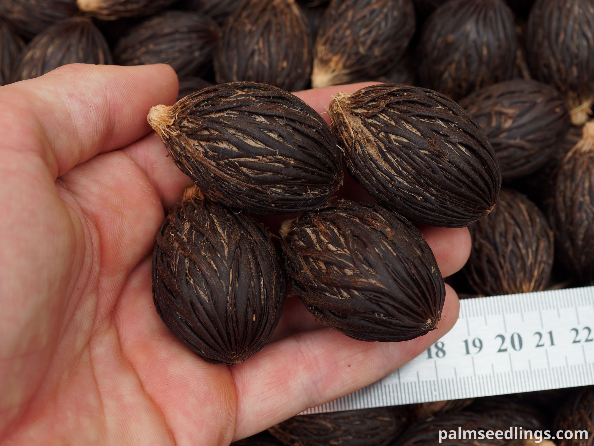 Wodyetia bifurcata Foxtail Palm Seeds