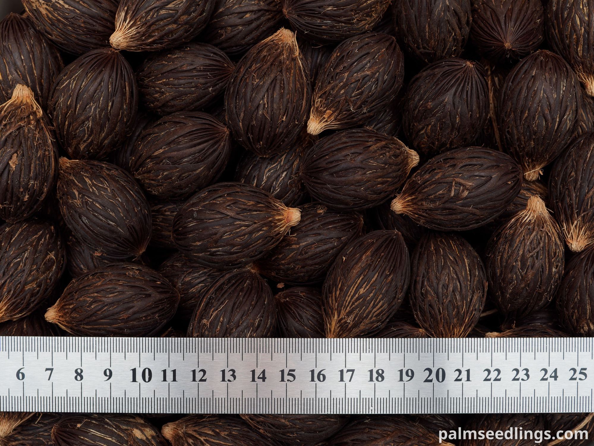 Wodyetia bifurcata Foxtail Palm Seeds