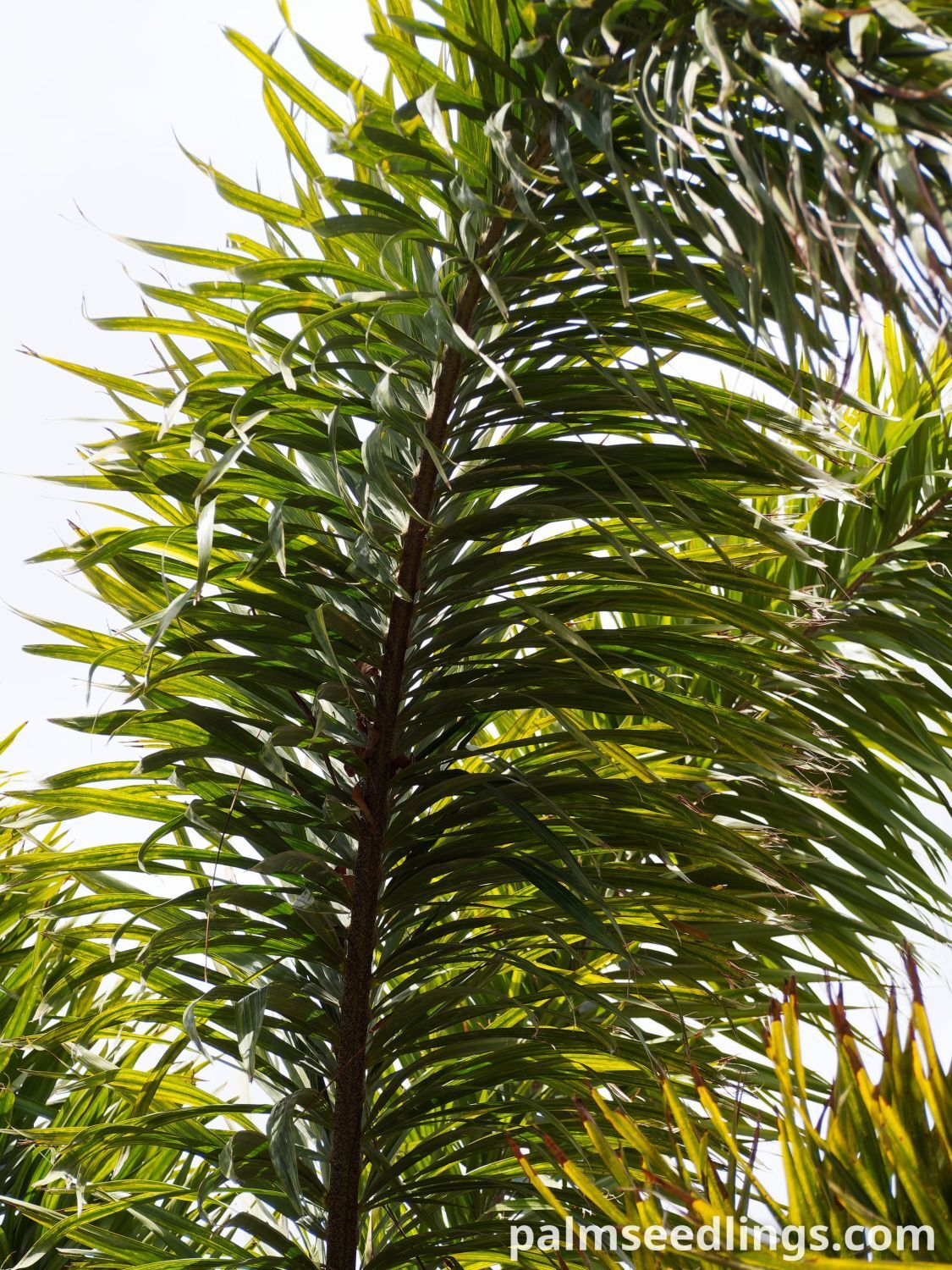 Wodyetia bifurcata Foxtail Palm leaf