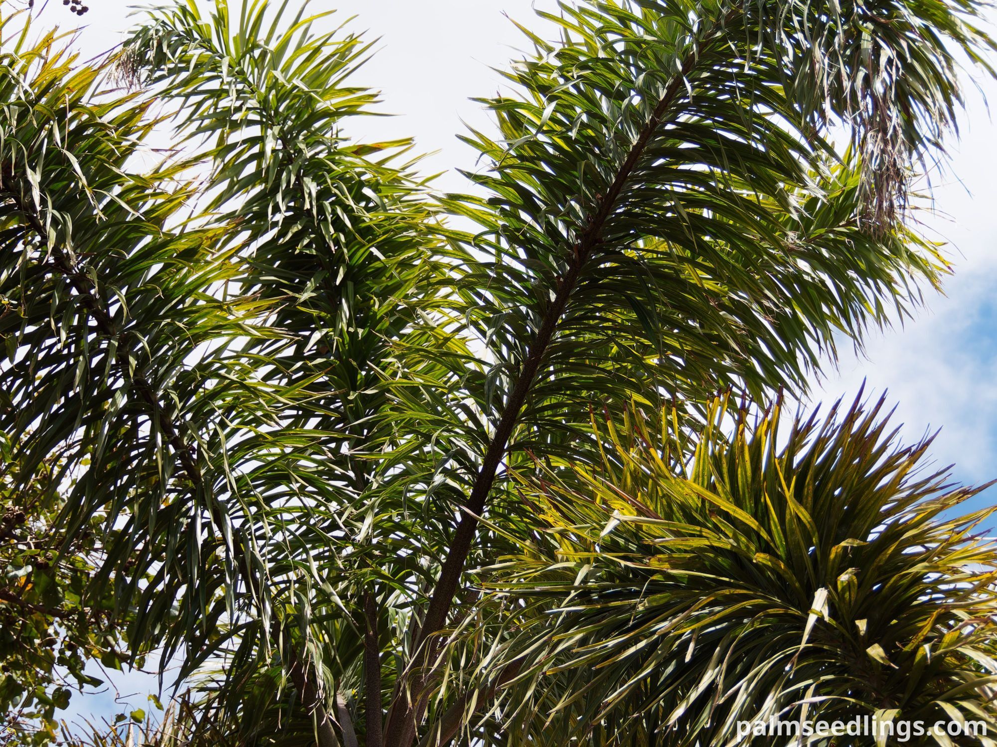 Wodyetia bifurcata Foxtail Palm leaves