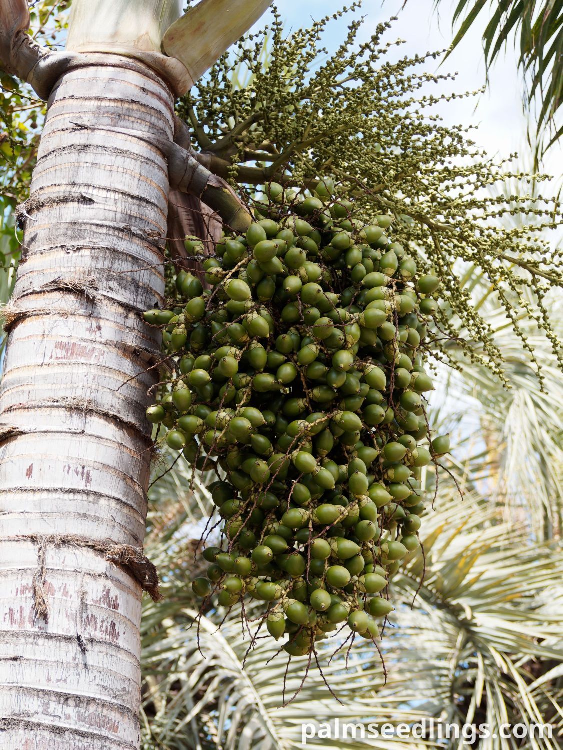 Wodyetia bifurcata fruits growing