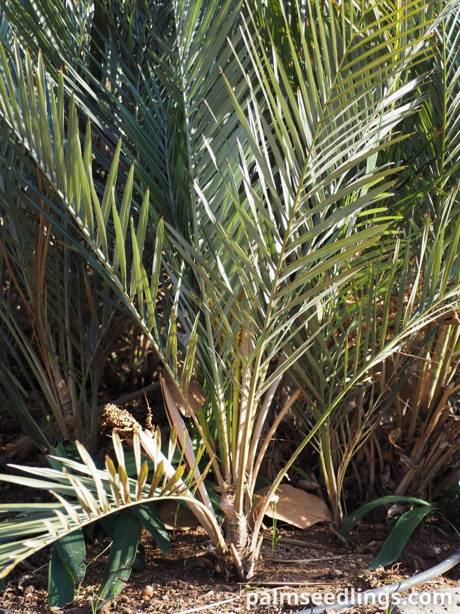 Syagrus campylospatha Dwarf Syagrus Palm
