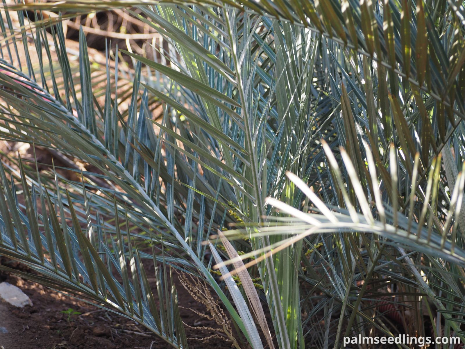 Syagrus campylospatha Dwarf Syagrus Palm ()